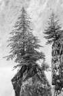 Alaska- Kenai Peninsula. Black and white image of pine tree on a monolith. Landscape Print